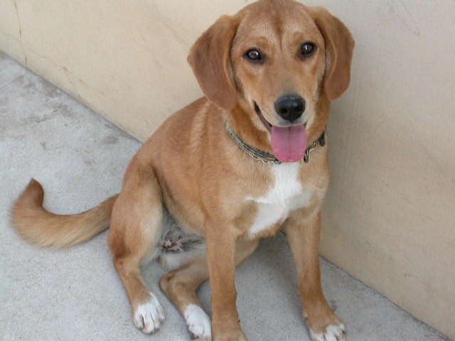 [D05-037외] 비글 혼혈견 리아