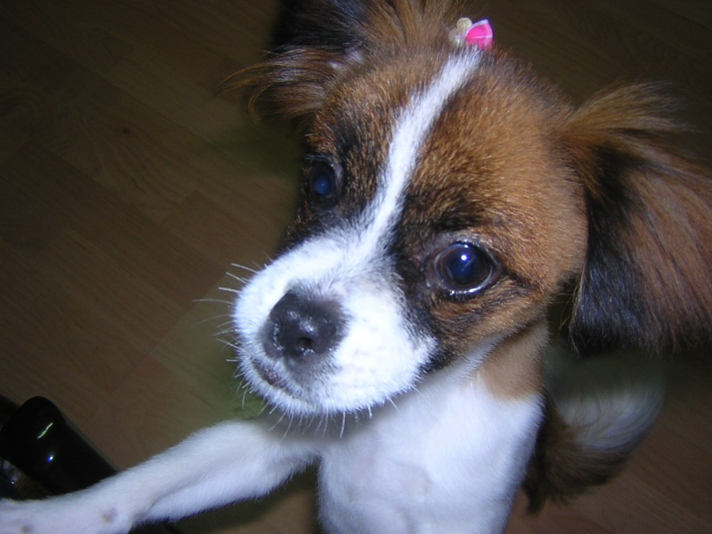 [D05-039외] 발바리 반야 = 입양공고 중지