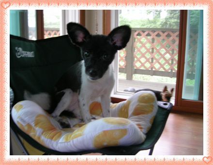 [D05-035관] 발바리 여리