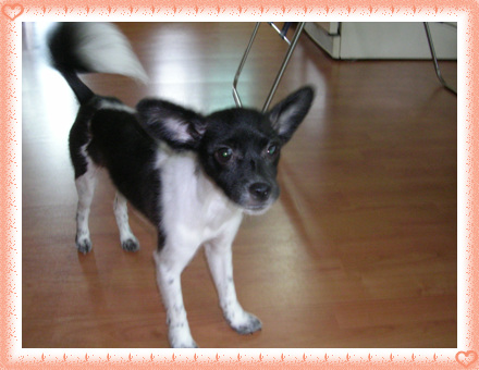 [D05-035관] 발바리 여리