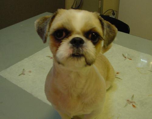 [D05-018관] 이쁜이 시츄 애니 = 입양완료