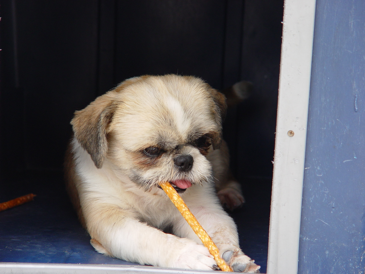 [D05-020관] 보신탕이 될 뻔한 시츄 팔방이 = 김운미님께 입양완료
