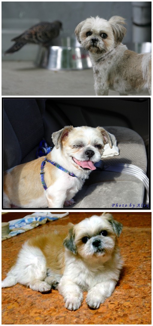 [D05-021관] 윙크하는 시츄 소망이 = 김경선님께 입양완료