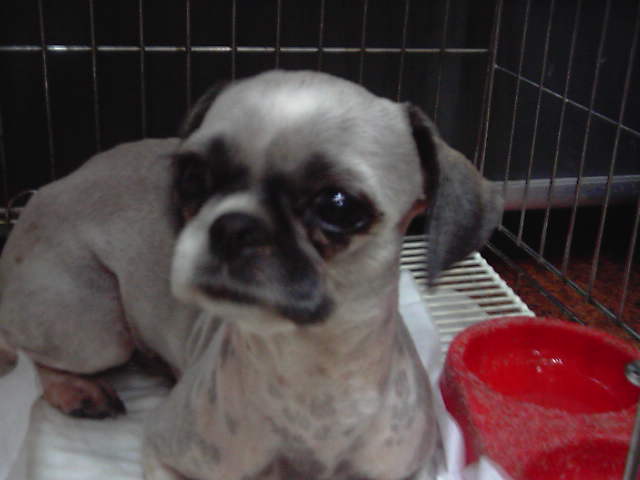 [D05-024관] 경기도 고양시 출신 시츄 럭키 = 입양완료