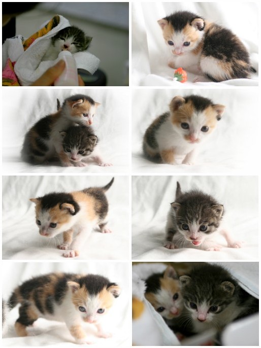 [C05-003외] 엄마잃은 아기고양이 두 마리 = 김승화님께 입양완료