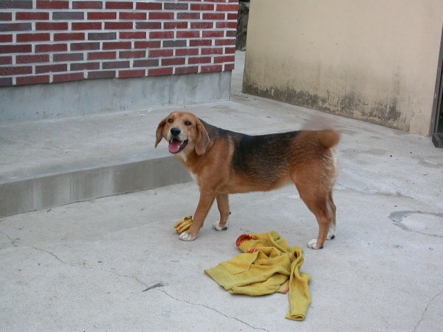 [D05-043관] 부산에 살고 있는 비글혼혈견 자연이 = 김명숙님께 입양완료