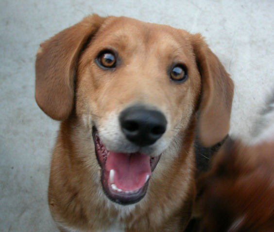 [D05-043관] 부산에 살고 있는 비글혼혈견 자연이 = 김명숙님께 입양완료