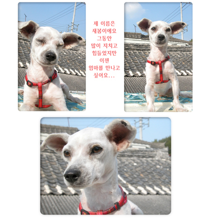 [D05-044관] 전주에서 구조된 새봄이 = 임정은님께 입양완료