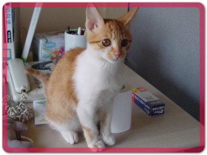 [C05-004관] 아기고양이 꽃님이 = 박순형님께 입양완료