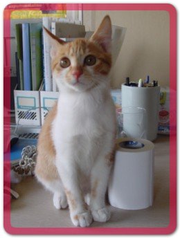 [C05-004관] 아기고양이 꽃님이 = 박순형님께 입양완료