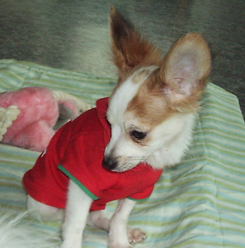 [D05-050관] 순둥이 바하 = 사망하였다는 슬픈 소식을 알려드립니다.