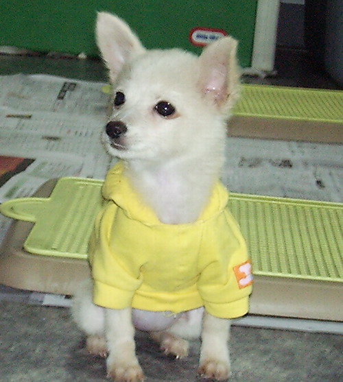 [D05-051관] 재롱둥이 발리 = 하늘나라로 갔음을 알려드립니다.