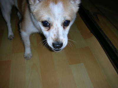 [D05-052관] 귀염둥이 발바리 메리