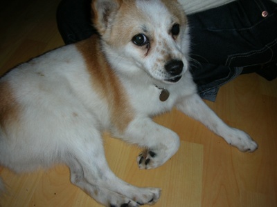 [D05-052관] 귀염둥이 발바리 메리