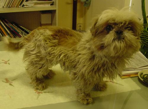 [D05-053관] 귀염댕이 시츄 댕이 = 정옥란님께 입양완료