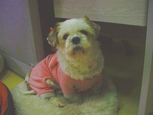 [D05-055관] 농장시츄 시리즈 - 순둥이 달래 = 신영숙님께 입양완료