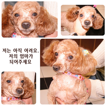 [D05-058관] 전주에서 구조된 푸들 럭키 = 이덕인님께 입양완료