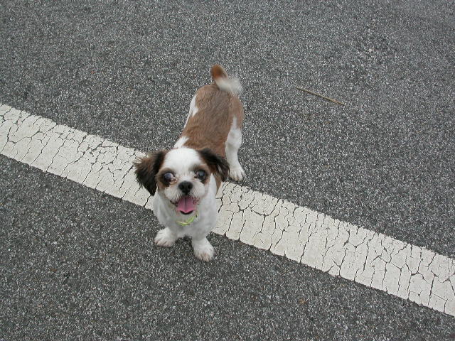 [D06-001관] 부산에 사는 시츄 켠이