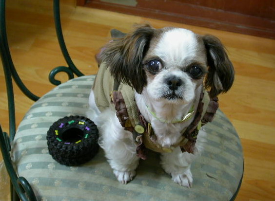 [D06-001관] 부산에 사는 시츄 켠이