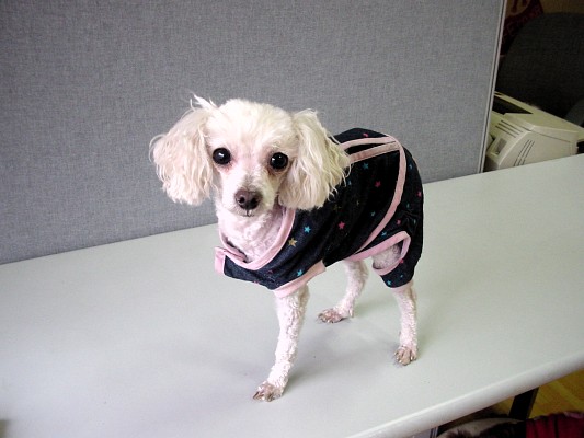 [D06-002관] 다리가 세 개 뿐인 쁜돌이 = 이정순님께 입양완료