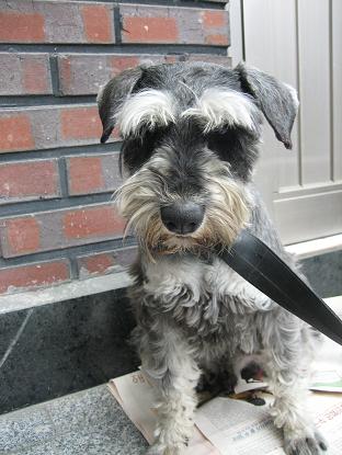 [D07-007관] 슈나우져 씩씩이