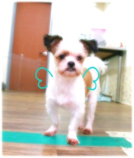 [D07-001관] 시츄혼혈 형아