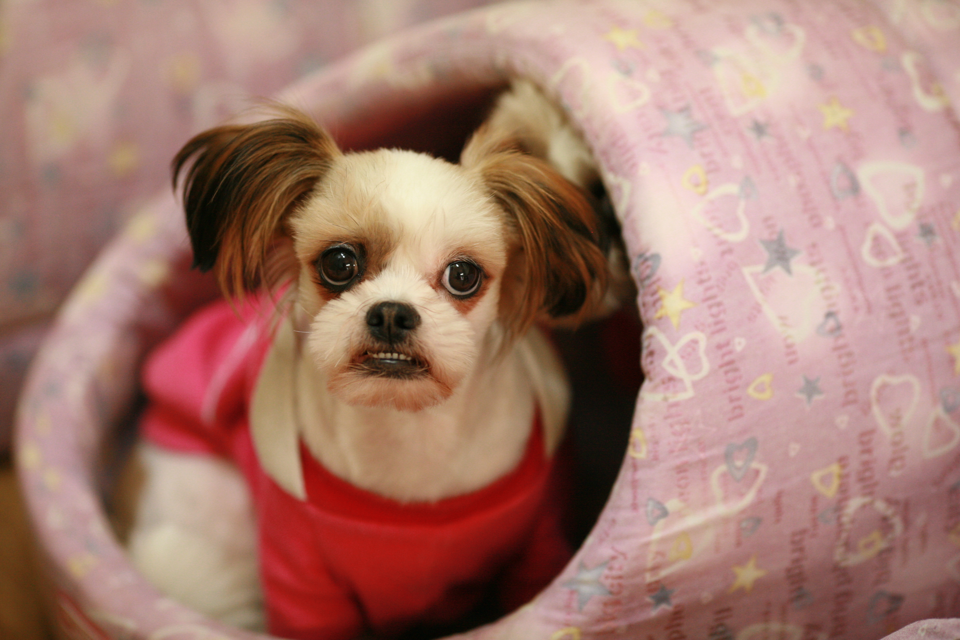 [D07-001관] 시츄혼혈 형아