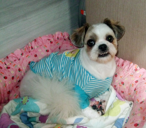 [D07-002관] 시츄혼혈 막댕이