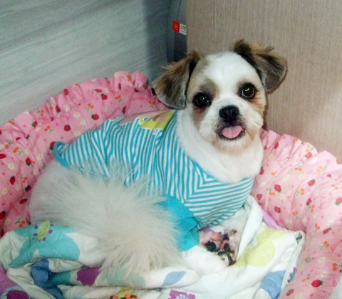 [D07-002관] 시츄혼혈 막댕이