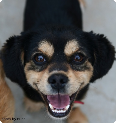 [D07-013관] 코카mix 동자=입양완료!!