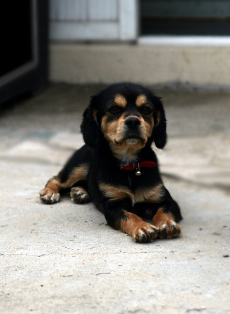 [D07-013관] 코카mix 동자=입양완료!!