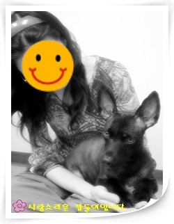 [D07-008관] 발바리 깜돌이