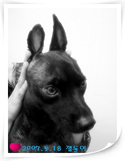 [D07-008관] 발바리 깜돌이