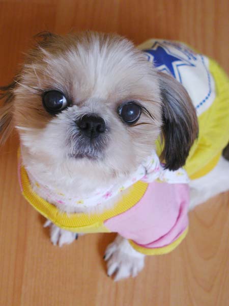 [D07-015관] 시츄 토토=입양완료 임보자 다니시는병원소개로 강남으로 입양됨 (김경선님이 아심)