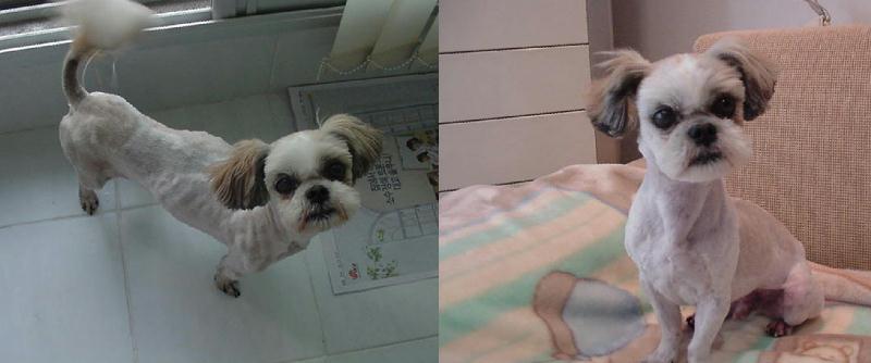 [D07-015관] 시츄 토토=입양완료 임보자 다니시는병원소개로 강남으로 입양됨 (김경선님이 아심)