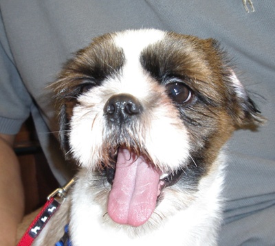 [D07-016관] 시츄 로시