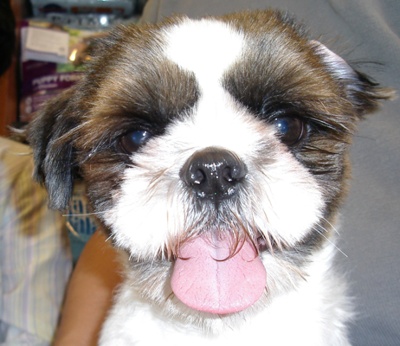 [D07-016관] 시츄 로시