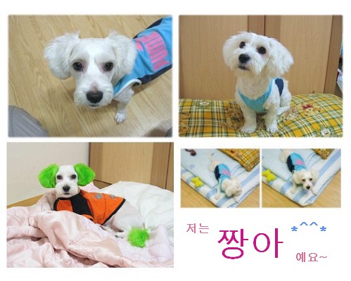 [D07-017관] 말티즈혼혈 짱아=노재니님께 입양완료~!!