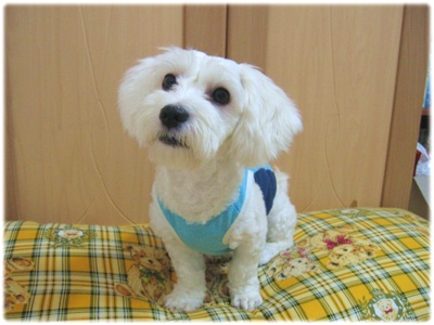 [D07-017관] 말티즈혼혈 짱아=노재니님께 입양완료~!!