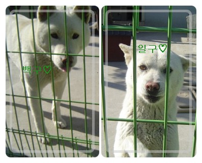 [D08-002관]진돗개 일구,백구 =동물자유연대 영구보육!