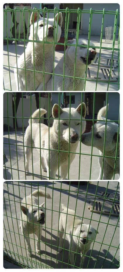 [D08-002관]진돗개 일구,백구 =동물자유연대 영구보육!