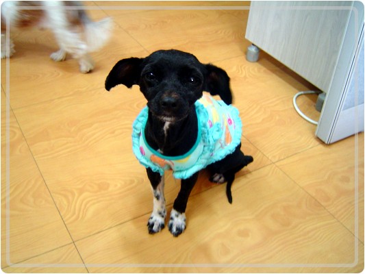 [D08-003]혼혈견 요다 =김리은님께 입양완료!!