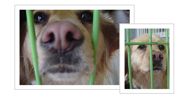 [D08-004관]리트리버 혼혈 초록이 =입양완료!!