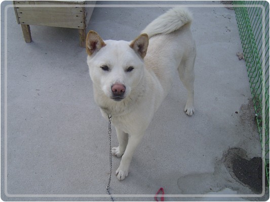 [D08-005관]진돗개 백슈 ~