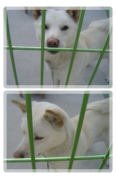 [D08-005관]진돗개 백슈 ~