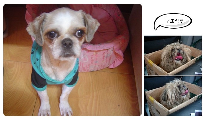 [D08-006관]시츄 풍세~=이채현님께 입양완료~!!