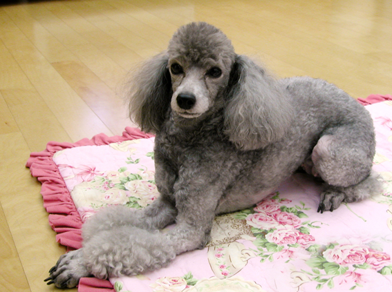 [D08-007관외]실버푸들 지니=정은정님께 입양완료!!