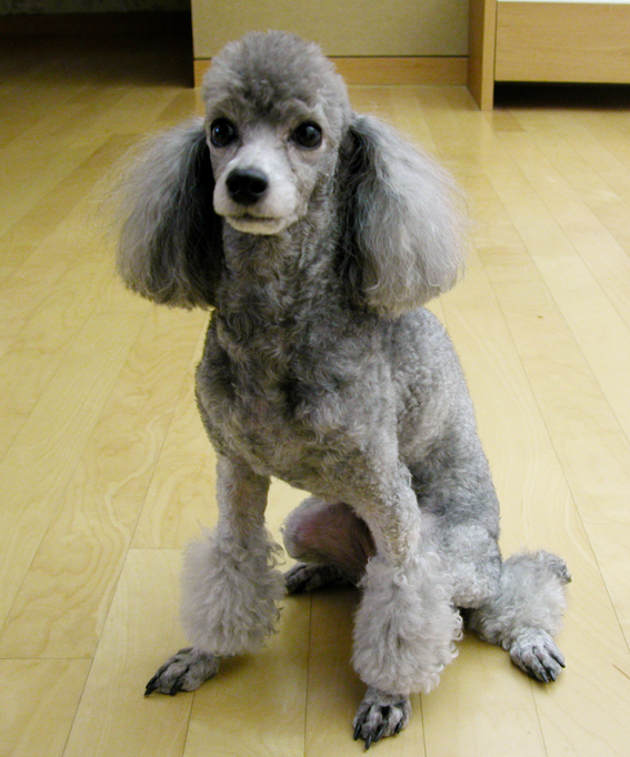 [D08-007관외]실버푸들 지니=정은정님께 입양완료!!