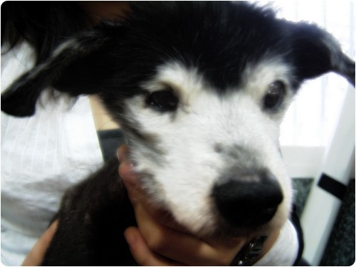 [D08-008관] 혼혈견 메리~