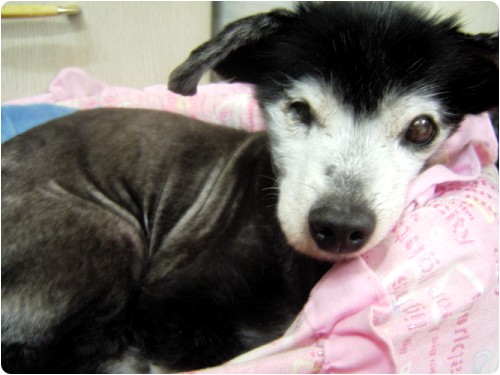 [D08-008관] 혼혈견 메리~